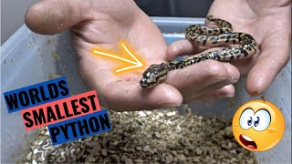 She Is So Tiny! Ball Python Clutch Update!