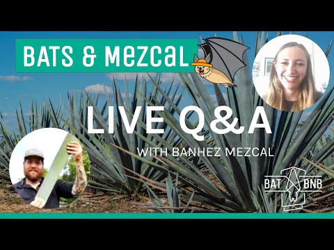 Bats and Mezcal