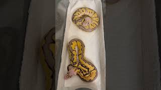 Super Blade Clown Ball Python #ballpython #reptile #snake #royalpython #pythonregius