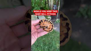 Would you KEEP this Baby Ball Python!?