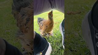 A funny chicken 🐓 #youtube #funnymoments #funnyvideo #chicken #funnychicken