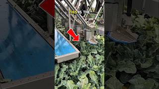 modern tools for harvesting broccoli #technology #moderntools #broccoli