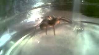 Huge aggressive wolf spider