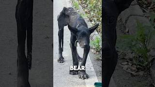 Severely Malnourished Bear Spotted By Caring Humans❤️#animals #animalrescue #animalshorts
