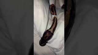🤍🐍#snake #viralvideo #foryou #reptiles #animals #fypシ#piedballpython #ballpython