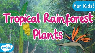 Plants of the Tropical Rainforests | Tropical Plants | Rainforests
