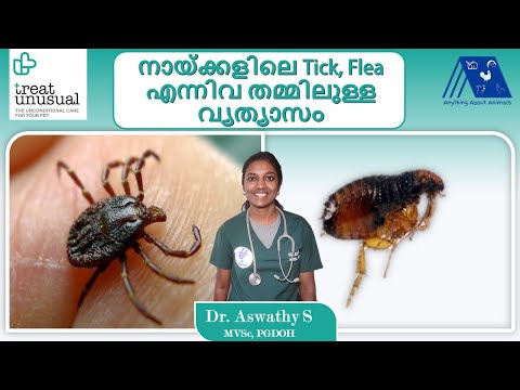 Difference between Tick (Chellu) and Fleas by Dr. Aswathy, Treat Unusual Veterinary Hospital