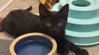 Video: Kittens and cats find new homes via Napa adoption center