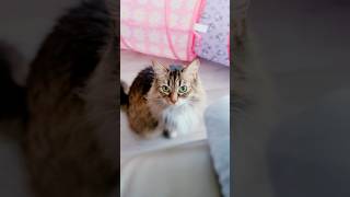 The cutest! 🩷🐱 #cats #catcontent #cutepets #pets #foryou