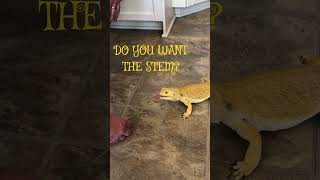 Only the Petals Please! 🦎 #BeardedDragon #ReptileLovers #PetDragon #FunnyPets #FlowerSnack