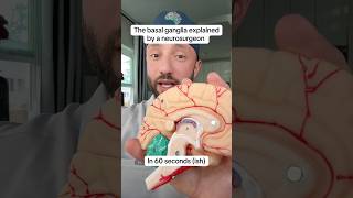Basal ganglia explained in 60 seconds. #Anatomy #Physiology #MedicalStudent #Neurology #Brain ￼￼