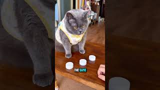 This Smart Cat Never Gets It Wrong!🐱🧠 #cat #cutecat #funnycats