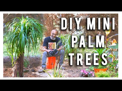 DIY Mini Palm Trees