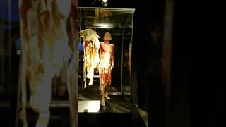 Skin Man - Body Worlds & The Cycle of Life - Houston Museum of Natural Science