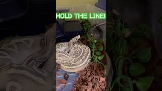 #ballpython #feedingsnakes #royalpython #snakefeeding #snakes