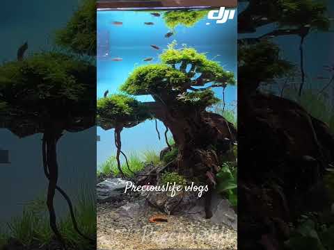 The Bonsai aquascape #aquascapegallery #aquascapelowtech #fishtankdesign #bonsaiaquascape