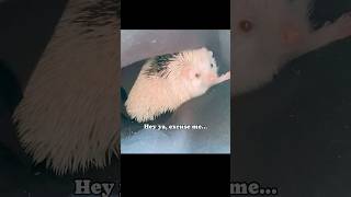 A little privacy, please. #HedgehogsOfYouTube #Privacy#cute #funnyvideo #excuseme