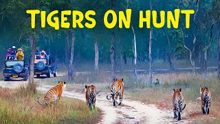 Tigers of Panna (P151) - Panna Tiger Reserve - 4K Video