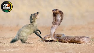 Mongoose: The Story Of An Unlikely Predator | Wild Animal Documentary