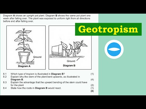 Exam Questions | Plant responding to the environment | Geotropism | Life Science grade 12.