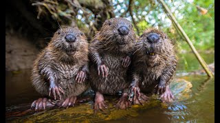 Real Life 'Hoppers' - Robotic Spy Beaver Makes Friends With Beaver Family & Little Muskrat too!