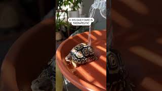 5 Reasons I 💚 Fig!  #tortoiselove #reptiles #petsofyoutube