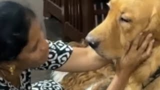 mummy and buzo ||funny dog videos #sholrt #dogs #youtubevideo