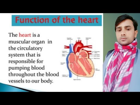 function of the heart function of heart hard ke function