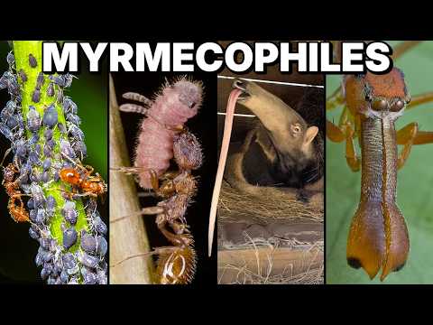 Every Ant-Manipulating Organism Explained