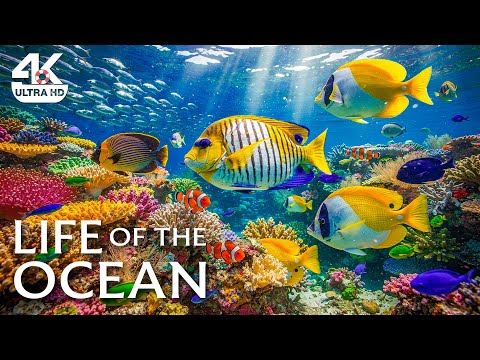 The Best 4K Aquarium – Beautiful Coral Reef Fish 🐠 Underwater Life with Relaxing Sleep Sounds