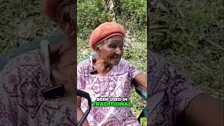 15 Amazing Health Benefits of A Guava Leaf! 🍃✨ [ FULL VIDEO IN DESCRIPTION]