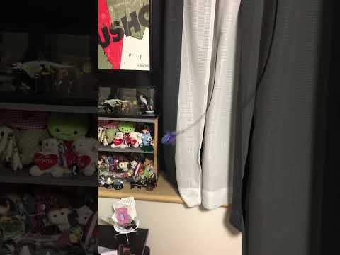 カーテンの隙間からたまに飛び出してくるねこ。