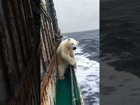 🐻‍❄️ Tiny Polar Bear's Heartwarming Rescue! 😍 #PolarBearRescue #WildlifeConservation #ArcticAnimals