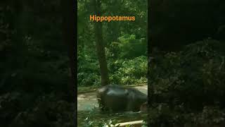 Hippopotamus ll Dariyayighora#horse of water#jaliyghora#trending #viral #yt #teachnicalyogi #