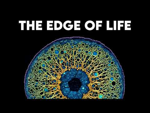 Where Does Life End and Non Life Begin?