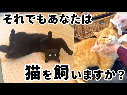 What it's like to have a cat: The reality of former stray cats