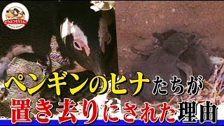 [Despair] Penguin chicks abandoned by their parents... What happened at the largest breeding site...