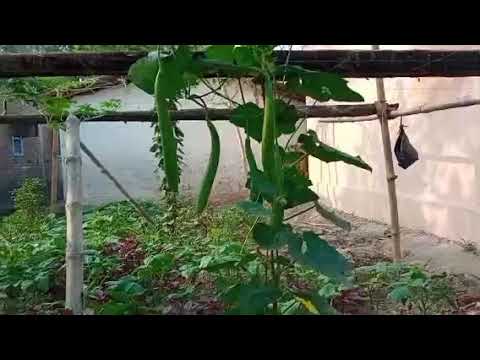 Vegetable Farm Tour part -1