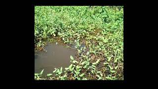 Traditional fishing || spring bom net (pancing jaring) //mancing jaring di kebun kangkung