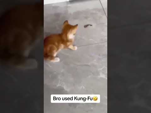 it's cat-fu! #catlovers #catvideos #catshorts