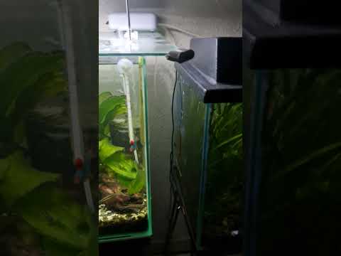 My love for keeping fish . Clean aquariums water changes done wherever necessary