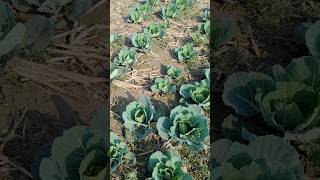 Organic vegetables #farming #organicvillagelife #organicagriculture #agriculture