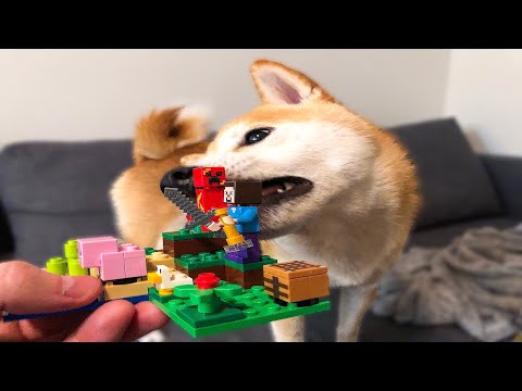 Doge Ate My Legos :(