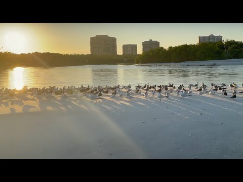 Sunrise Beach Walk with Ocean Birds | Clam Pass in Naples, Florida