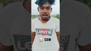 🔥cow saptachu 🐮#trendingshorts #youtubeshorts #shortsfeed #feedshorts