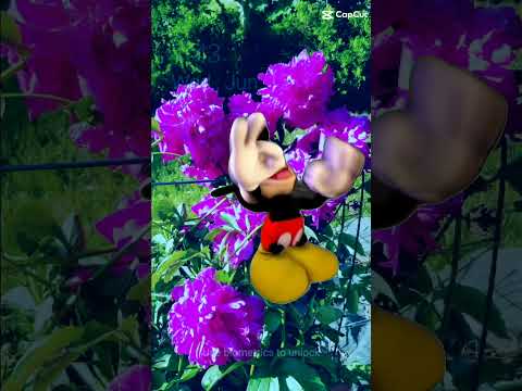you have found a wild Mickey.