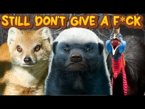 5 MORE Animals That Still Don't Give A F*CK (Unhinged Perspective)