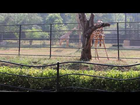 Indira Gandhi National Zoological Park, Visakhapatnam