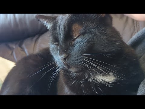 Cat days have begun