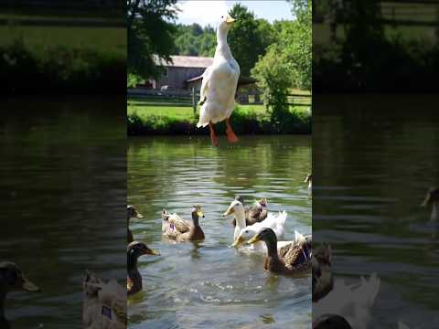 drone attack on duck 🦆 #drone #duck #attack #ai #youtube #youtubeshorts